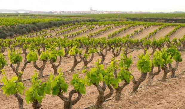 Casa Rural Ardetxal A 16Km De Logrono Y Laguardia Vinaspre Kültér fotó